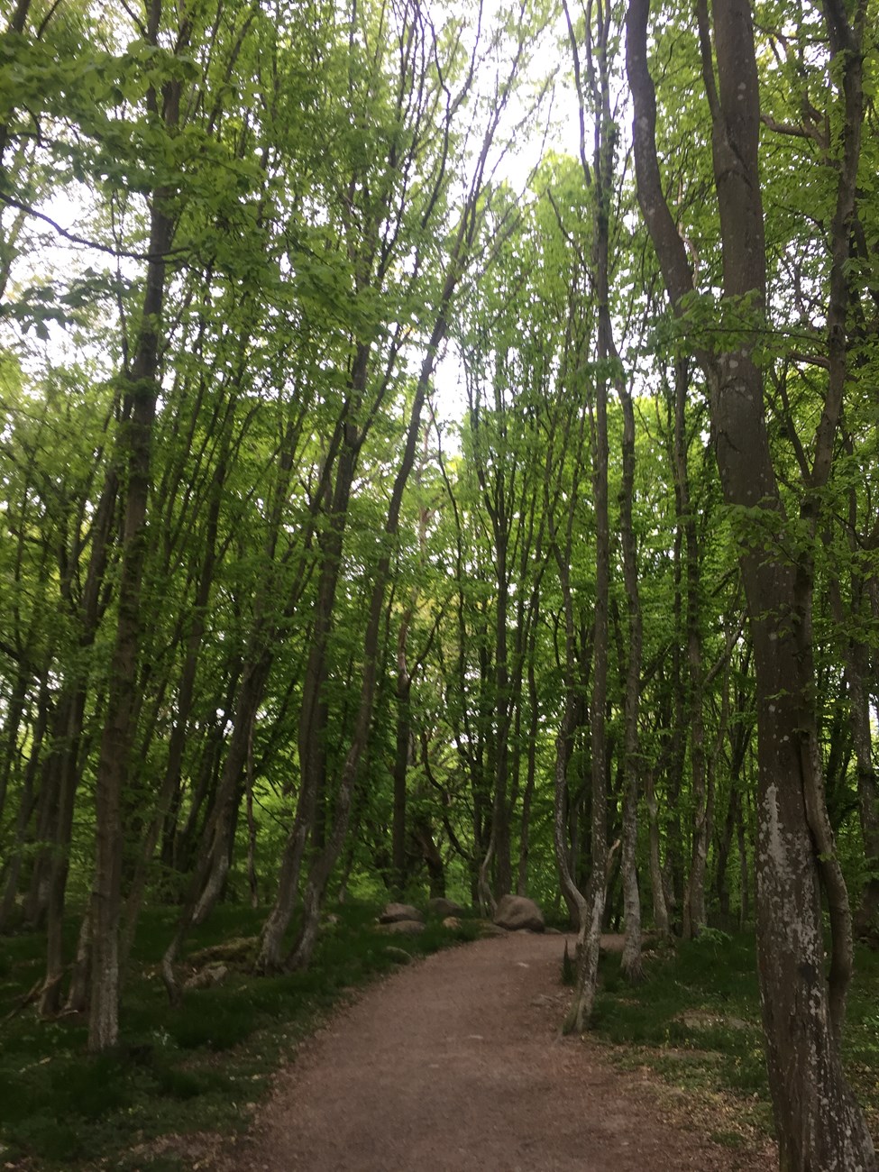 Im Stenshuvuds Nationalpark , Schonen (Schweden), Mai 2020