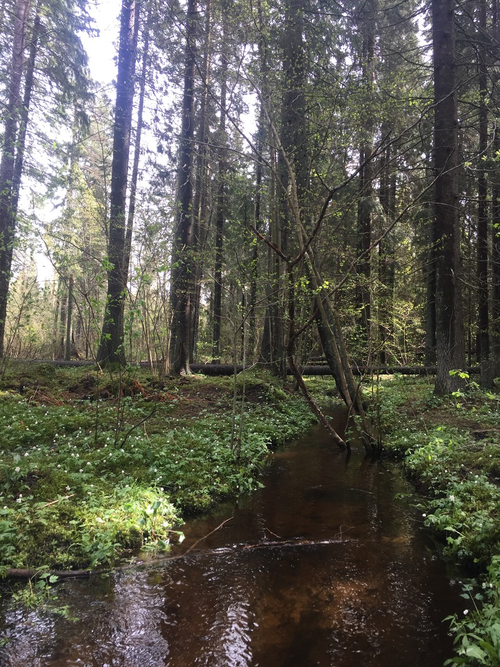 Unterwegs im Naturreservat "Biludden", Uppsala Län: plötzlich ist alles wieder frühlingshaft und der Schnee passé