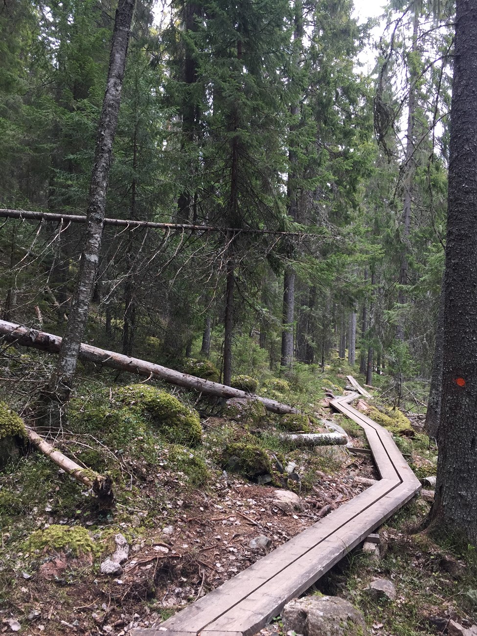 Die Wanderung im Skuleskogens Nationalpark beginnt schonmal interessant und damit einhergehend kurzweilig