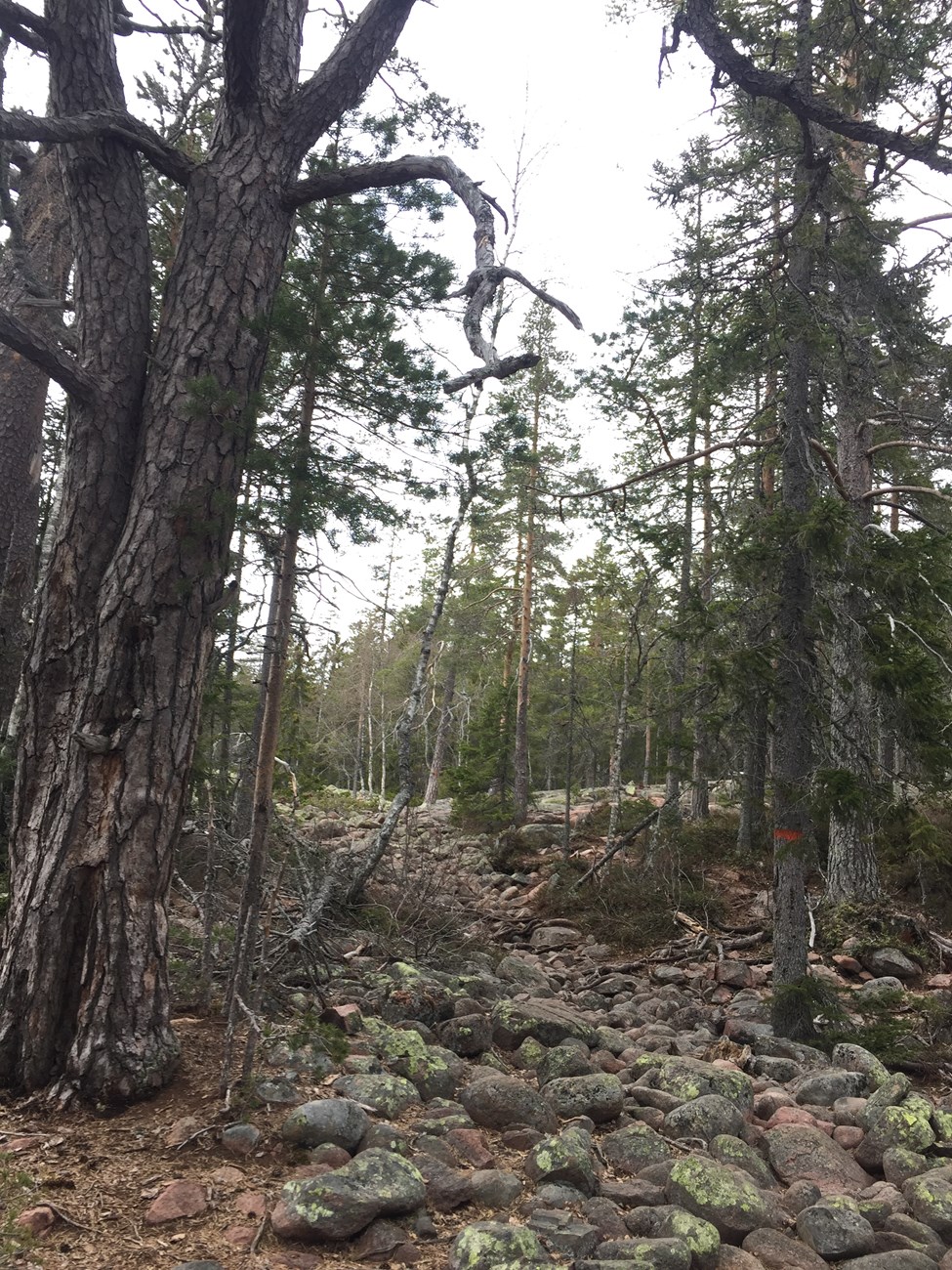 Unterwegs im Skuleskogens Nationalpark: das nenne ich mal, und zwar im wahrsten Sinne des Wortes, eine "Wanderung über Stock und Stein"